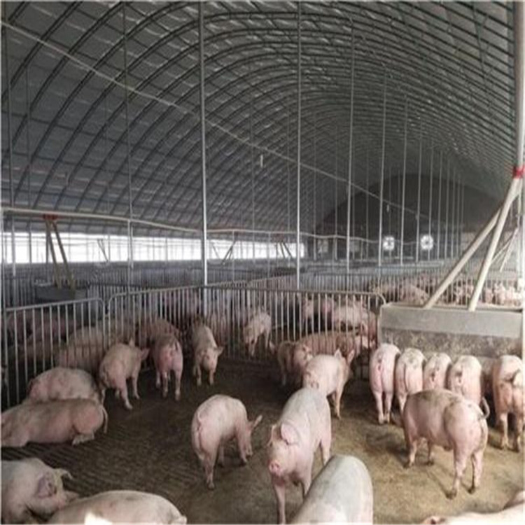 禾祥 大棚式猪舍 养殖大棚全程指导安装 加工定制