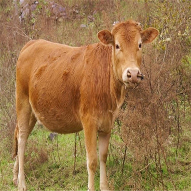 养牛场建设-养牛30年经验-大型正规肉牛养殖场-通凯牧业图片