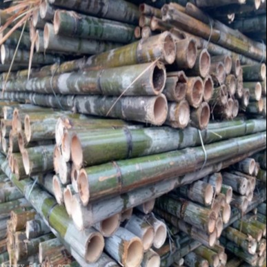 京西竹业 厂家直销2米5园林绿化防风防寒用 粗竹杆毛竹梢