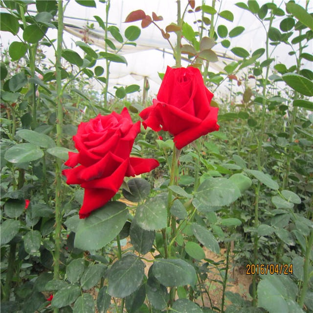 基地长期批发法兰西玫瑰花种苗  滇红食用红玫瑰苗  鲜切扦插玫瑰花苗