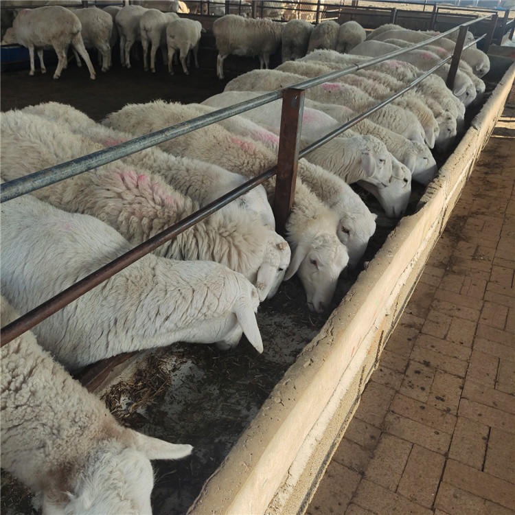 出售湖羊种羊 湖羊怀孕母羊 杜泊绵羊种公羊 繁殖湖羊小尾寒羊