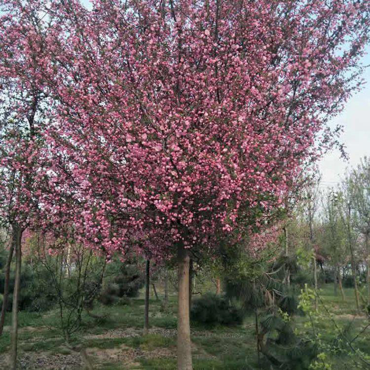 红果海棠 14公分垂丝海棠价格 供应绿化工程垂丝海棠树 