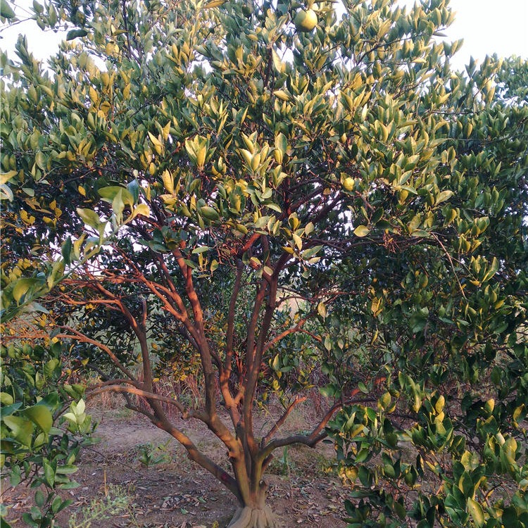 求购胡柚树 千喜苗木种植P350cm丛生胡柚树 果园开园 欢迎洽谈