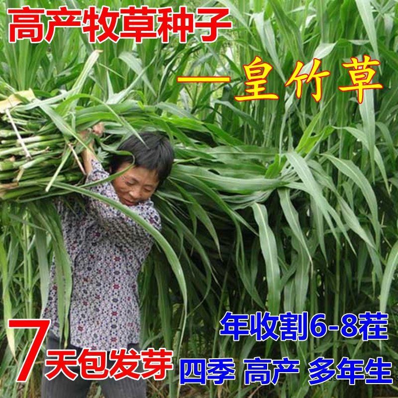 台湾甜象草种子皇竹草种子四季高产牧草种子猪牛羊鸡鸭鹅鱼草种籽图片