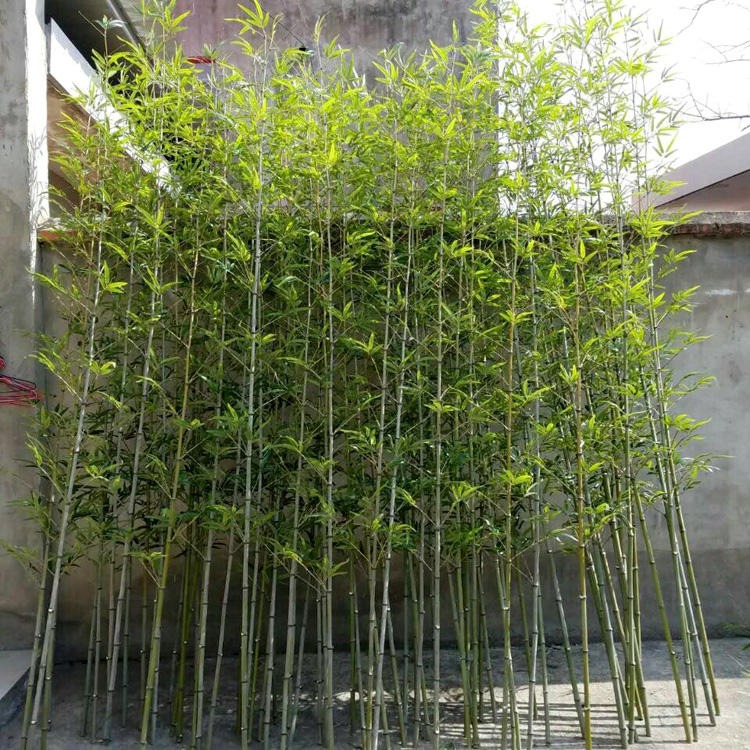仿真竹子图片  屏风隔断酒店家居加密装饰细竹子 园林假有尾假竹子