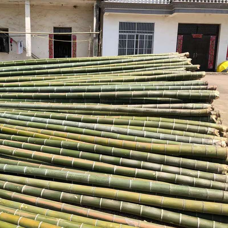 厂家产地批发房屋外立面搭架用大毛竹 海里养殖用楠竹  电力局搭架用竹竿 竹杆子图片