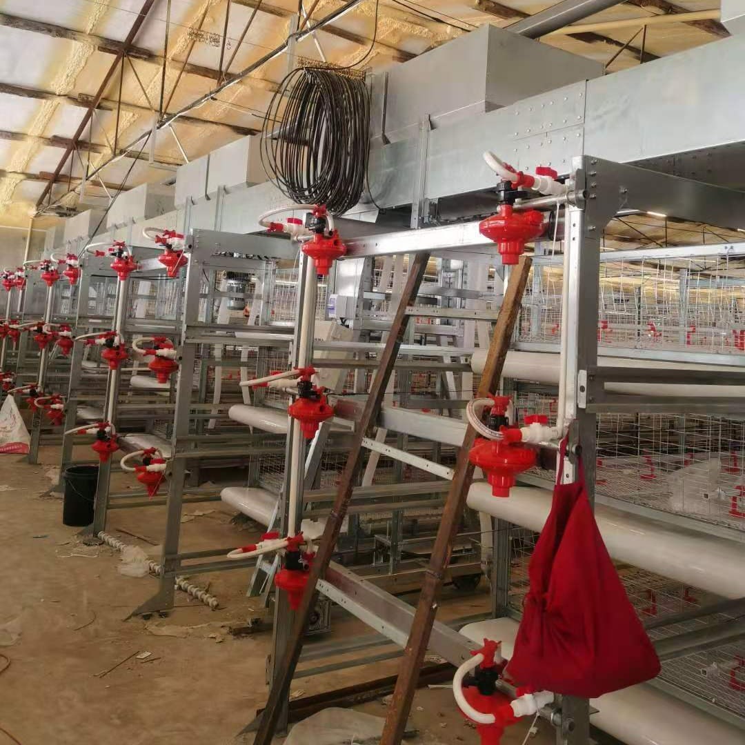 自动喂料机 肉鸡蛋鸡用全自动  龙门架式喂料机 厂家 可定制