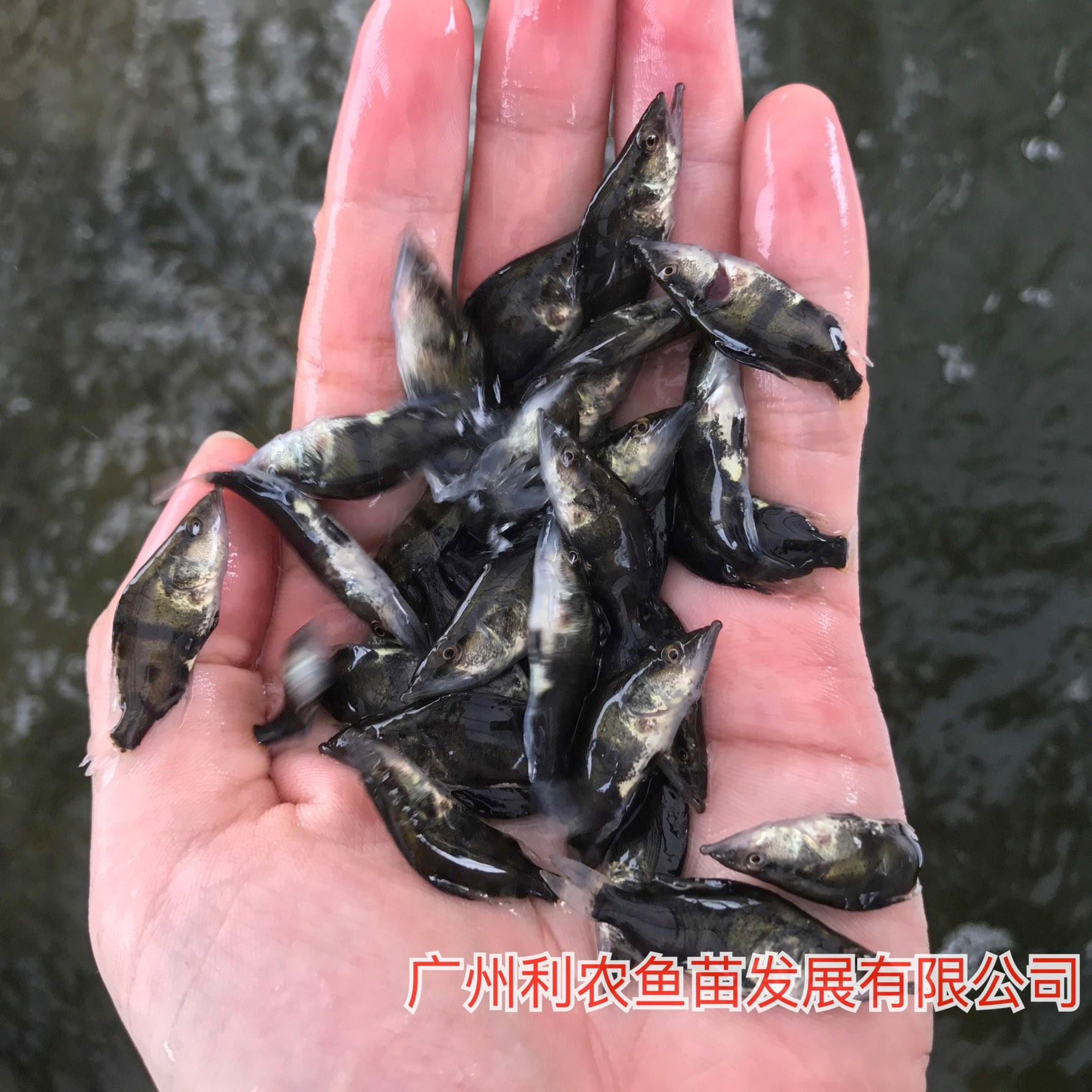 大量批发 湖南永州桂花鱼苗出售 5-6cm快大品种优选鳜鱼苗