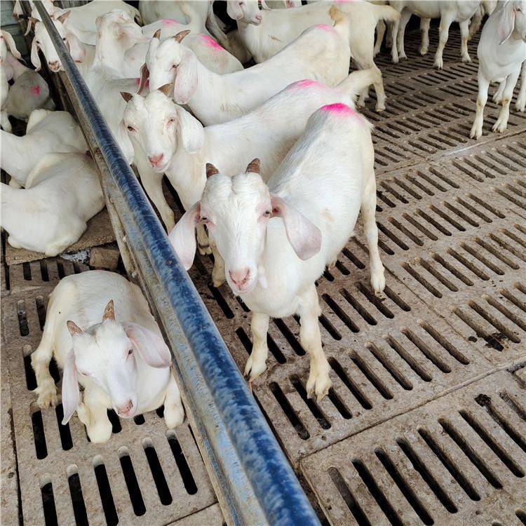 美国白山羊价格 2-3个月美国白山羊价格 美国白山羊养殖技术