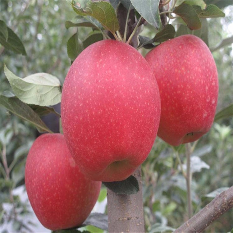 苹果苗直销 红富士苹果苗保湿邮寄 苹果苗产地