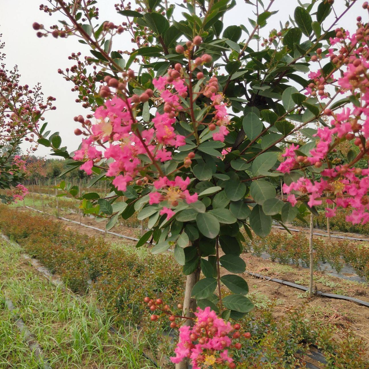 江苏沭阳苗圃出售紫薇树2公分3公分5公分红花紫薇