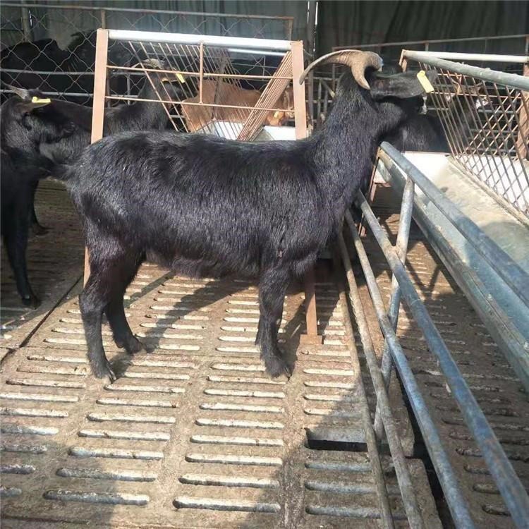 甘肃平凉养殖场 努比亚黑山羊种苗 纯种努比亚黑山羊 30斤-80斤都有 通凯牧业