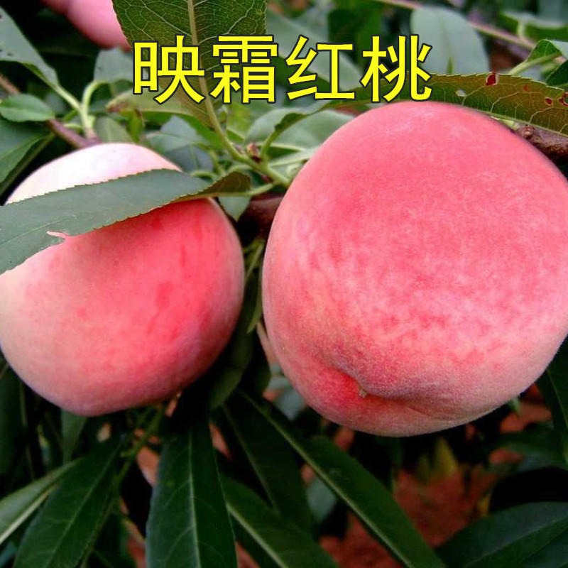 基地大量批发1-3公分早中晚熟桃树 提供种植技术 映霜红桃树图片