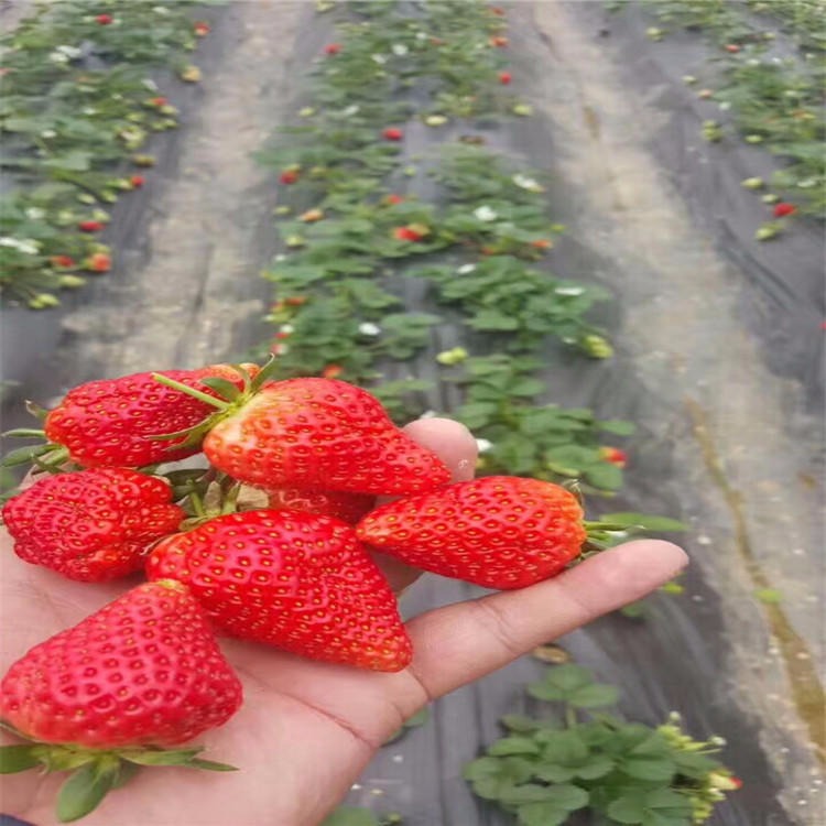法兰地草莓苗批发 法兰地草莓苗育苗基地 法兰地草莓成苗图片