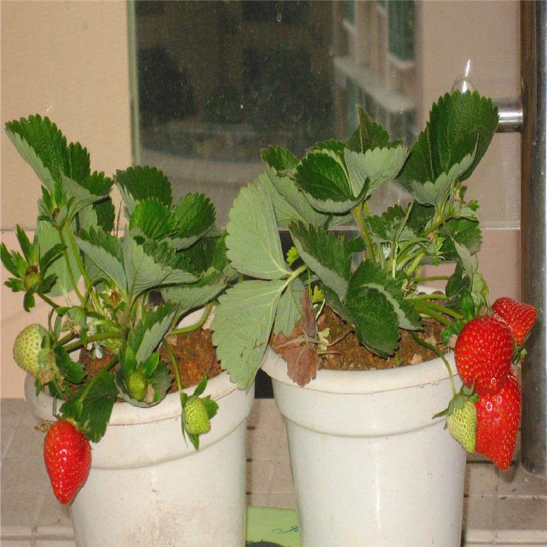 山东大赛草莓苗供应商 艳丽草莓苗 -优质商家