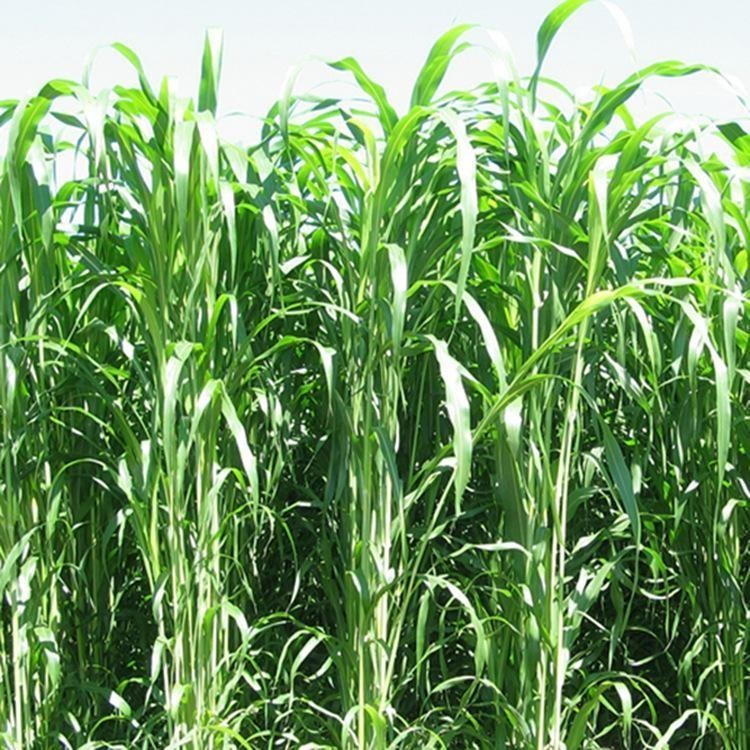 种子上新  批发零售一年生黑麦草种子  低价直发