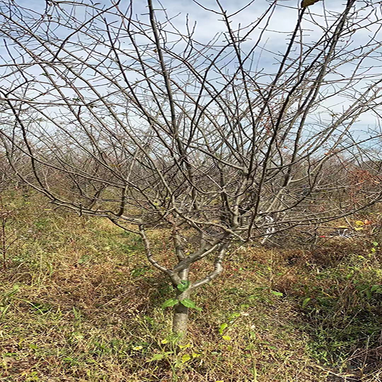 红果海棠 14公分垂丝海棠价格 供应绿化工程垂丝海棠树 