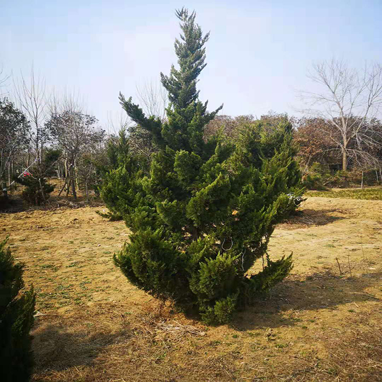 龙柏树价格低质量优 龙柏球 高1.5米-4米高龙柏树苗价格 万青园林