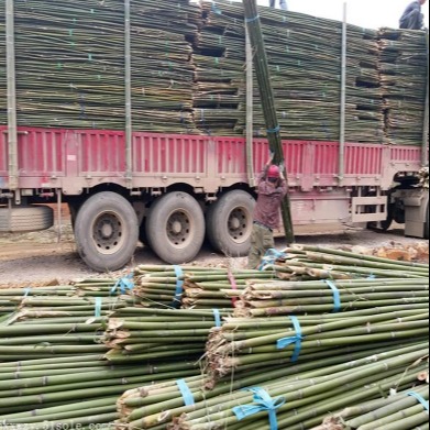 京西竹业  厂家直销2020年绑扶矮砧密集型苹果树苗 专用优质4米小竹竿图片