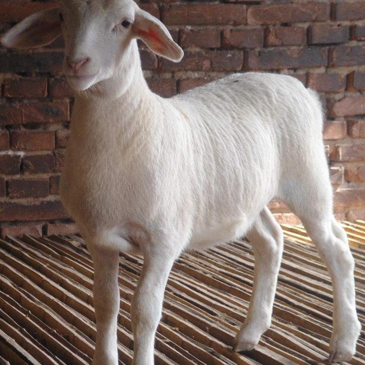 白山羊黑山羊 供应白山羊种羊 波尔山羊羊羔批发 龙翔牧业