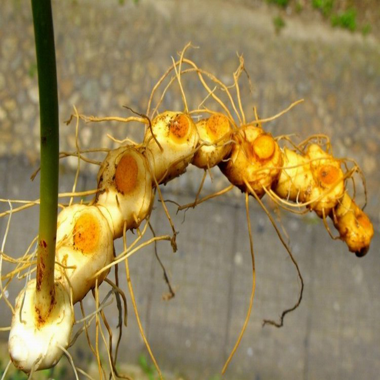 黄精种子种苗 红花多花黄精  提供黄精种植技术  同创药材
