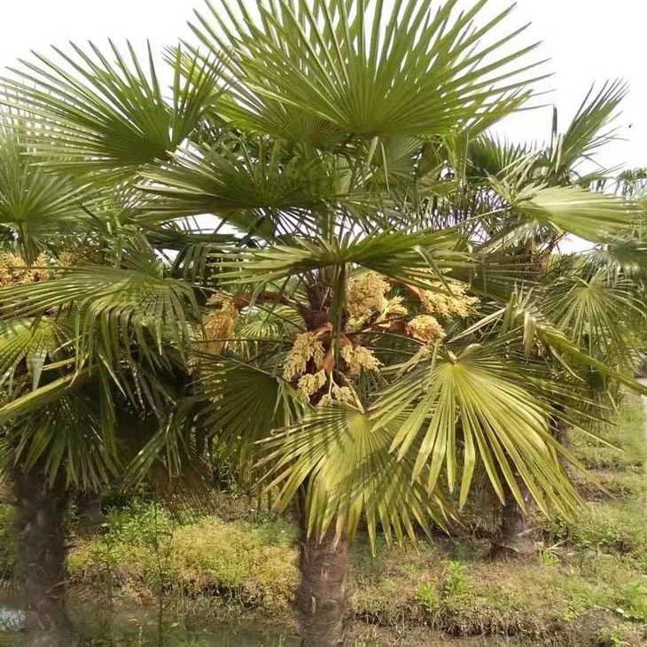 棕榈  大棕榈  棕榈苗  棕榈种子   赛锦园林批发
