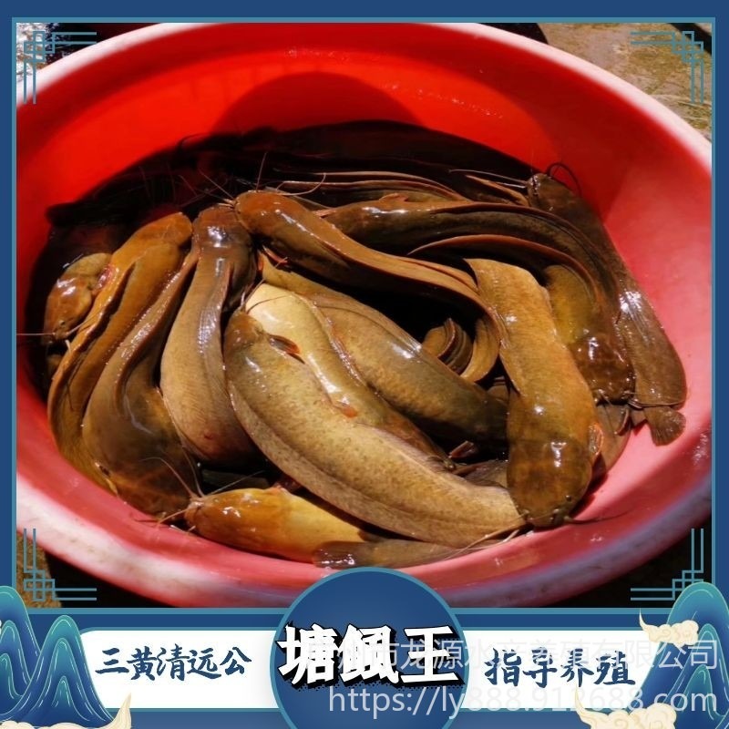 塘鲺鱼苗 塘鲺苗 塘鲺鱼苗批发 塘角鱼养殖技术支持广州龙源水产