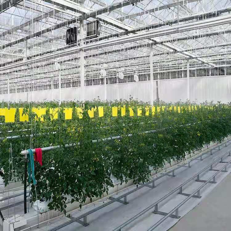 西红柿种植槽 无土栽培西红柿 西红柿玻璃大棚 建达温室材料