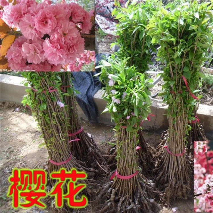 直销日本樱花小苗   出售樱花种苗 行道树樱花苗  工程绿化苗木图片
