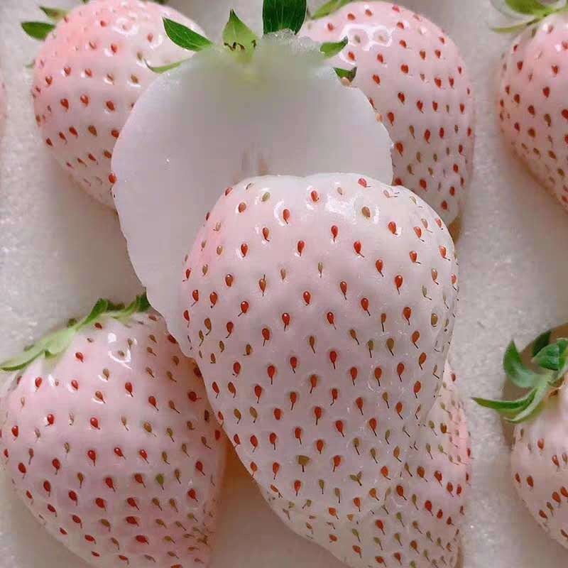 奶油草莓苗种植技术 20公分高红颜草莓苗批发 隋珠草莓苗 大赛草莓苗量大优惠两毛一颗