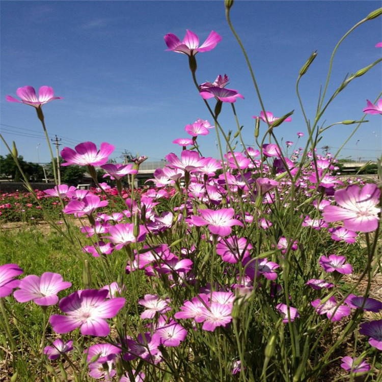 籽播花卉麦仙翁种子园林紫色草花花姿优美花型秀丽