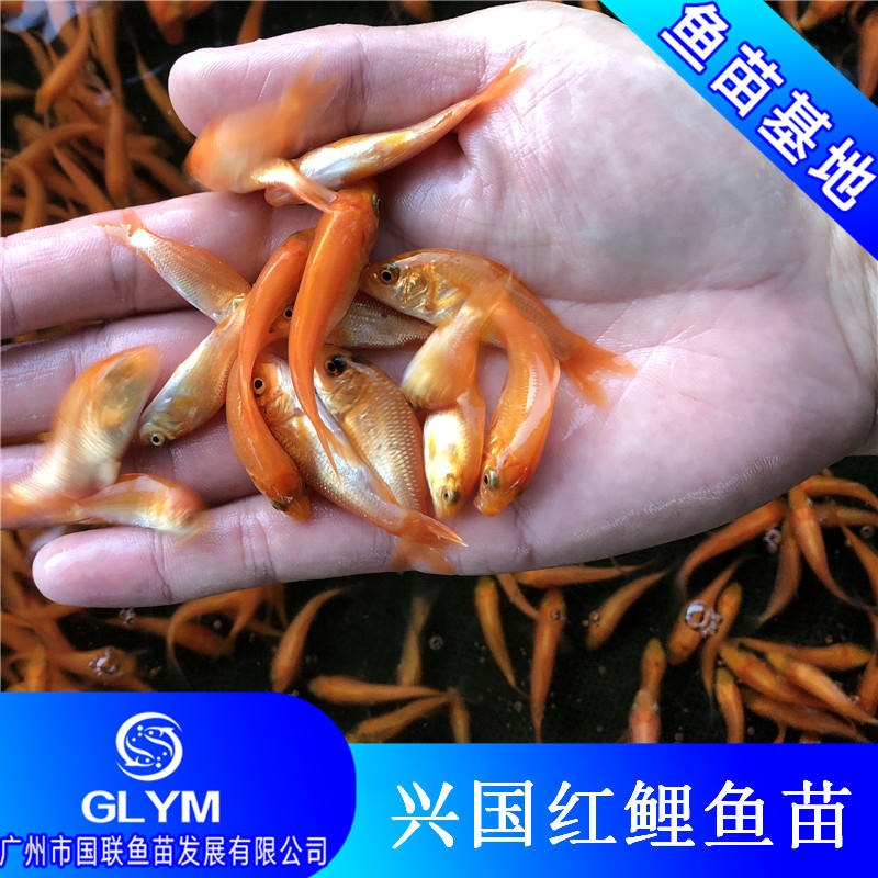 广州国联鱼苗 优质兴国红鲤鱼苗 金丝鲤鱼苗 红鲤鱼苗3-5厘米规格