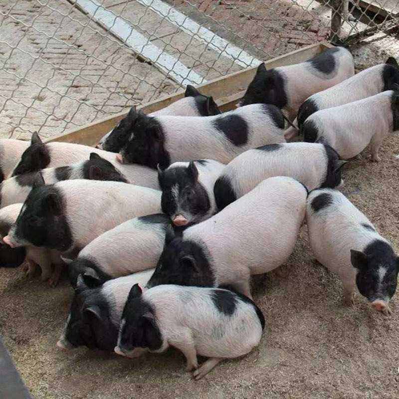巴马香猪批发 巴马香猪市场价格 全国发货 上门回收  巴马香猪纯种种猪图片
