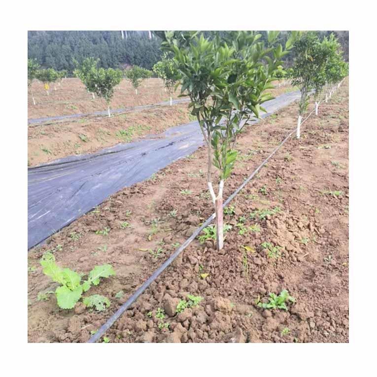 果树滴灌设计，岳阳大棚果树滴灌设计实例 果园灌溉系统设计丰盛源
