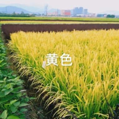 彩水稻种子夏季观叶 黄色水稻种子批发粉红水稻种子价格 多彩水稻种子一袋半斤2袋包邮图片