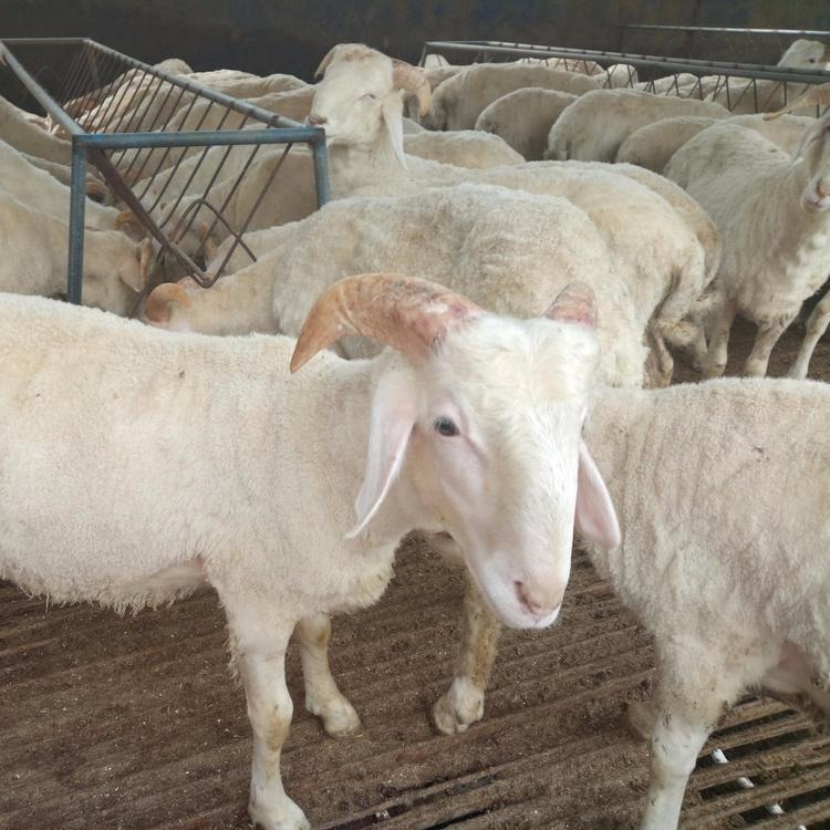 改良白山羊价格 白山羊品种 美国白山羊批发 龙翔白山羊种羊养殖场