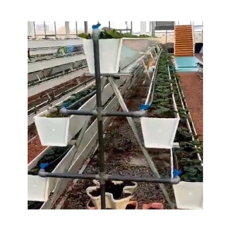 草莓滴灌无土栽培技术 草莓立体种植槽水肥一体化滴灌技术