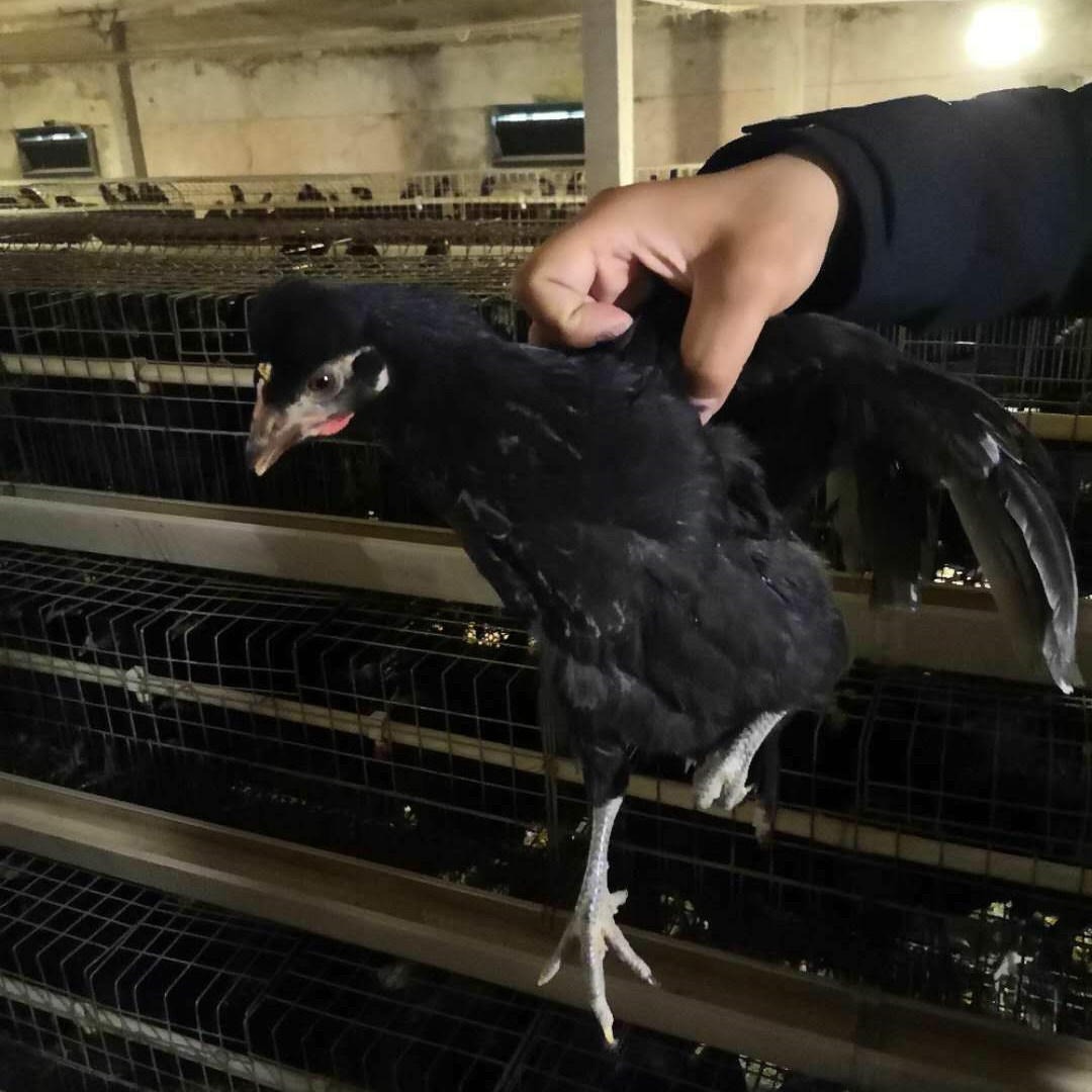 鹤壁市常盛禽业70天五黑鸡每只15元 买2千只五黑鸡送饲料