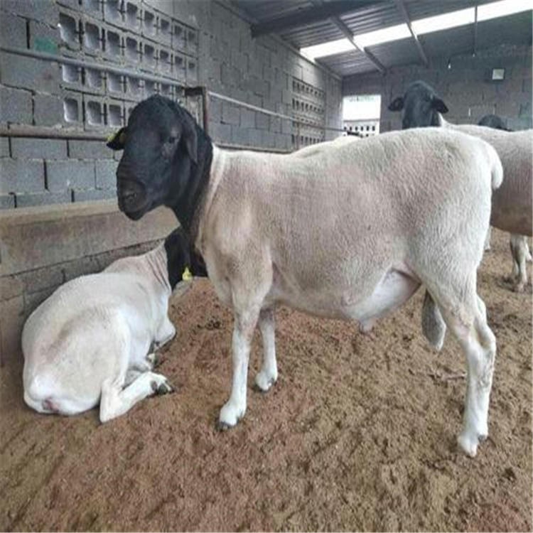 杜寒杂交羊价格 肉羊养殖 杜泊羊价格 通凯养殖杜寒杂交羊苗