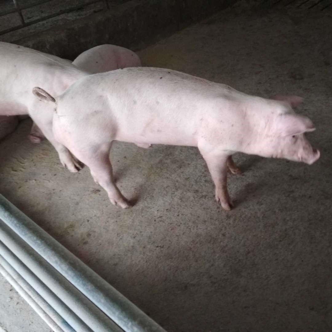 一元长白种猪 大白种公猪纯种 英系美系种母猪 瘦肉型大约克公猪图片