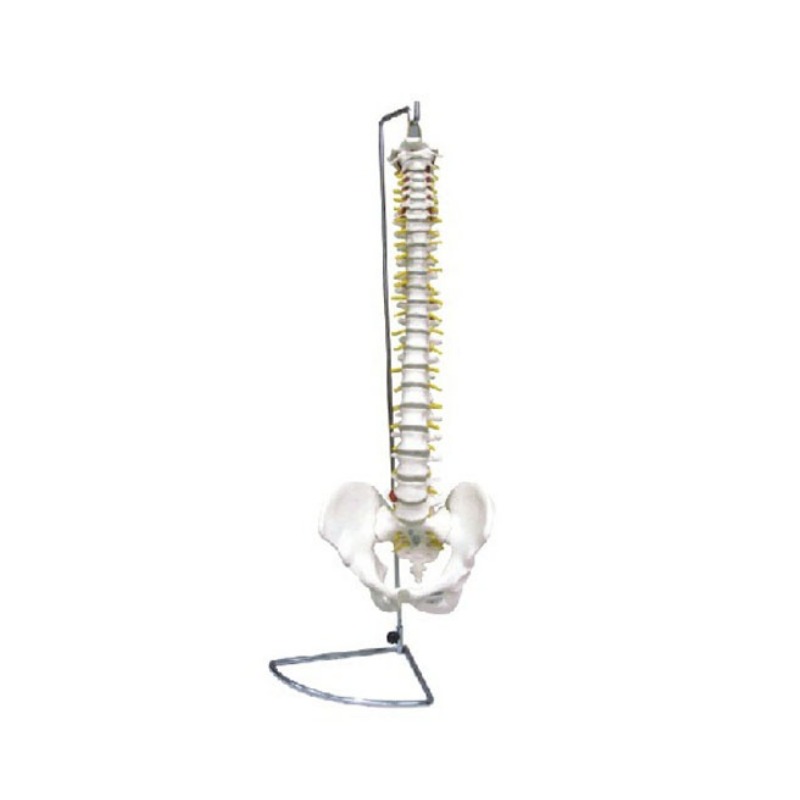 脊椎带骨盆模型实训考核装置  脊椎带骨盆模型实训设备 脊椎带骨盆模型综合实训台图片
