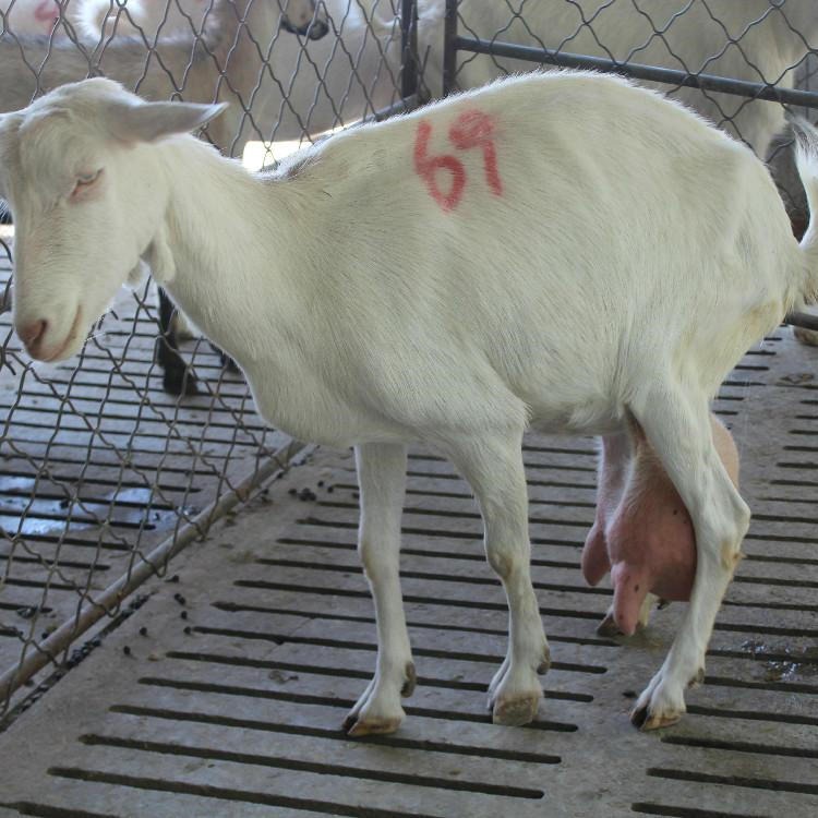 莎能奶羊 通凯 纯种奶羊 莎能奶羊养殖厂家 通凯牧业图片
