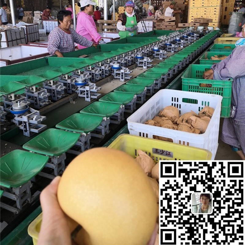 莱阳梨分选机  橘子选果机 苹果筛选设备 凯祥选果机厂图片