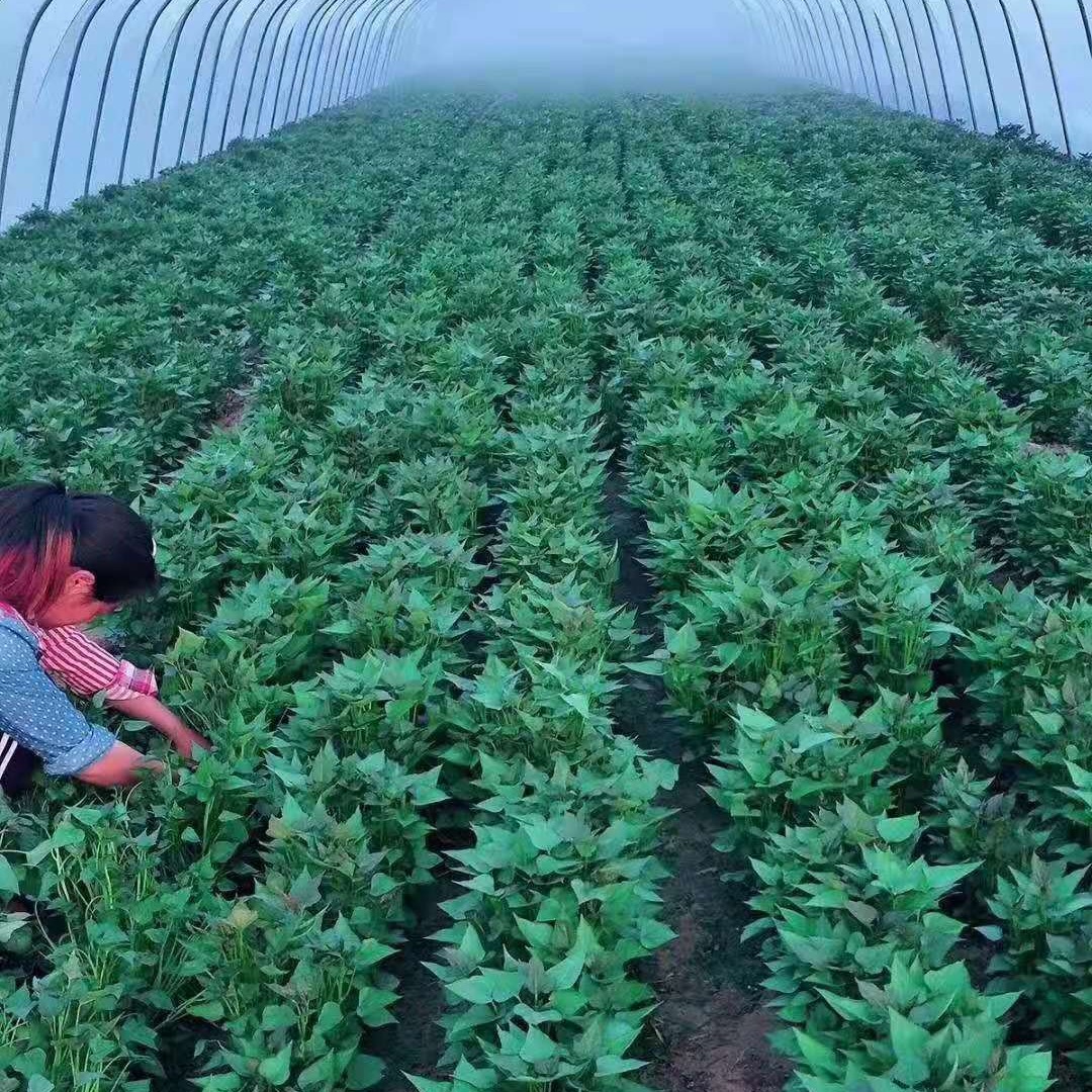 大型脱毒地瓜苗基地批发直供豫薯868红薯苗品质保证