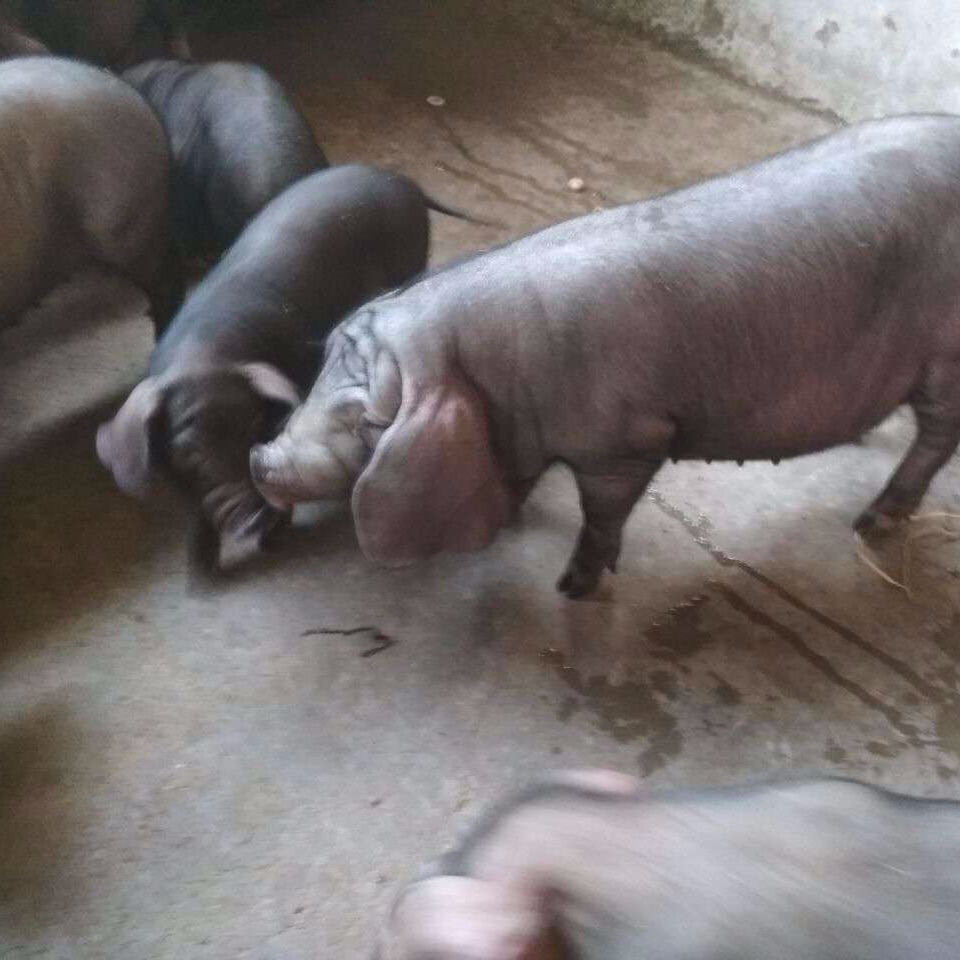 太湖猪母猪养殖场  黑母猪品种 太湖种猪价格 20斤梅山母猪一只图片