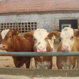 西门塔尔牛杂交肉牛苗价格 贵州小肉牛 批发供应 西门塔尔牛前景