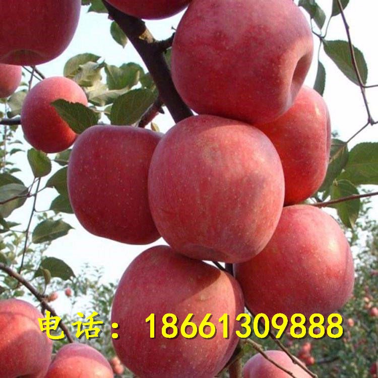 苹果苗根系发达易成活 维纳斯黄金苹果苗 红肉苹果苗现挖现卖