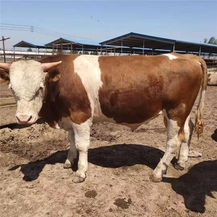 西门塔尔牛肉牛犊价格 龙翔 西门塔尔牛养殖场 西门塔尔牛出栏价格 育肥肉牛犊图片