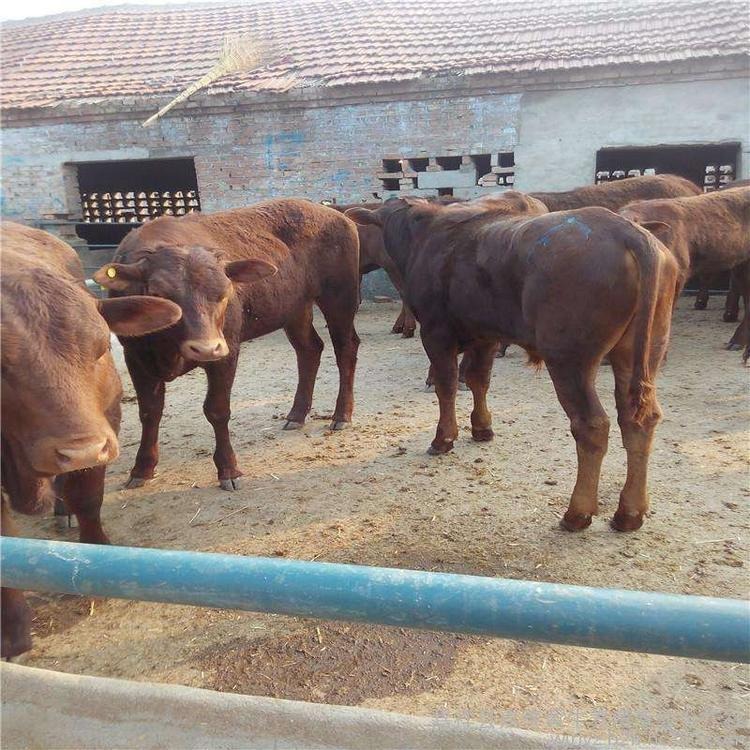 鲁西黄牛-种牛犊价格-河北地区适合养殖-种牛杂交鲁西黄牛-龙翔牧业