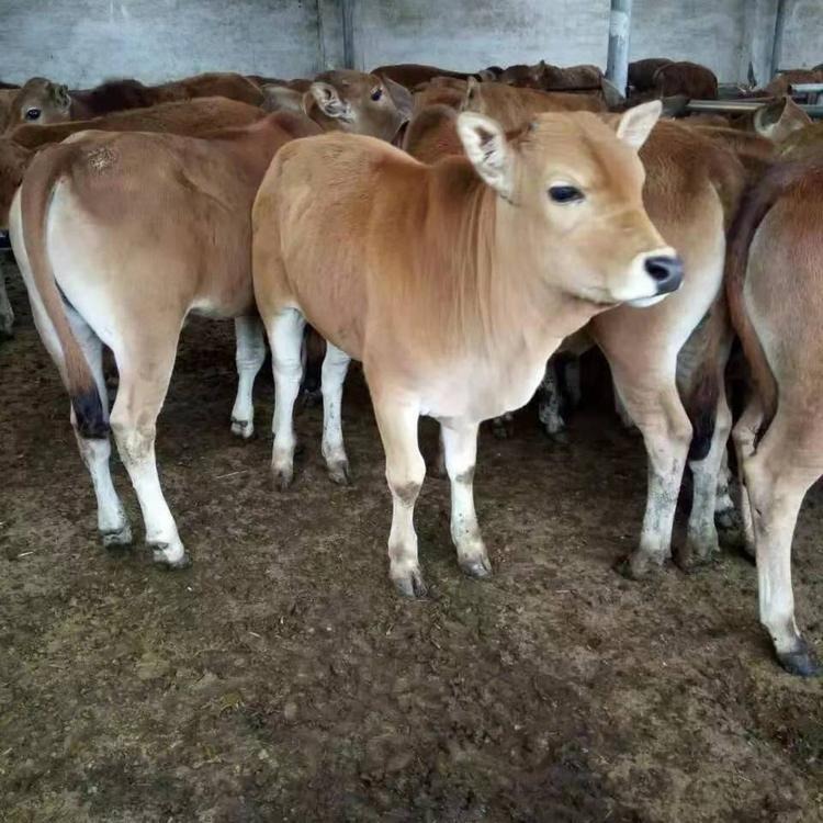 鲁西黄牛牛犊-利木赞牛犊-种牛牛犊-改良黄牛纯种杂交牛犊-龙翔牧业